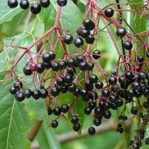 Aralia spinosa | Devils Walking Stick