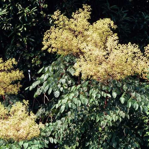 Aralia spinosa | Devils Walking Stick