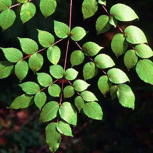 Aralia spinosa | Devils Walking Stick