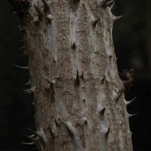 Aralia spinosa | Devils Walking Stick